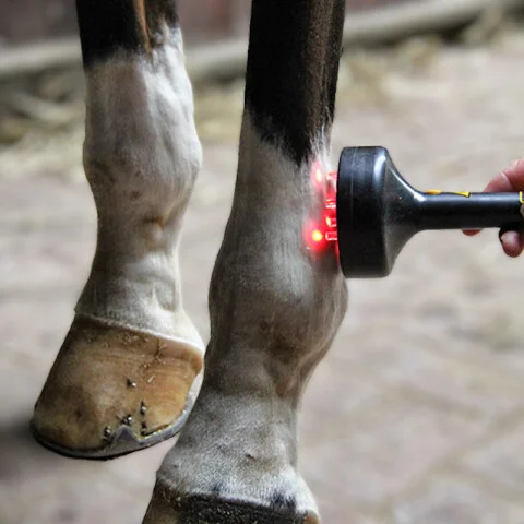 Mit einem trichterförmigen Gerätekopf, behandelt die Tierärztin ein Pferdebein. Auf dem Bein ist das rote Licht des Lasers sichtbar.