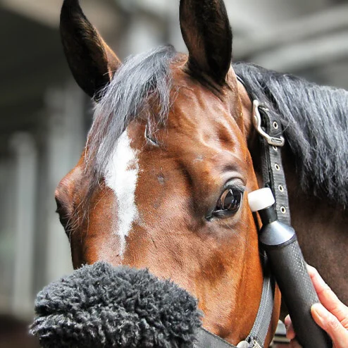 Mit einem Gerät, an dem der Kopf schwingt, fährt die Tierärztin die Muskelbahnen am Kopf des Pferdes entlang.