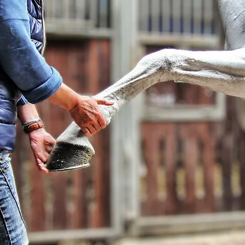 Das zeigt das strecken eines Pferdebeins während der Behandlung.